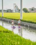 黃金稻穗1